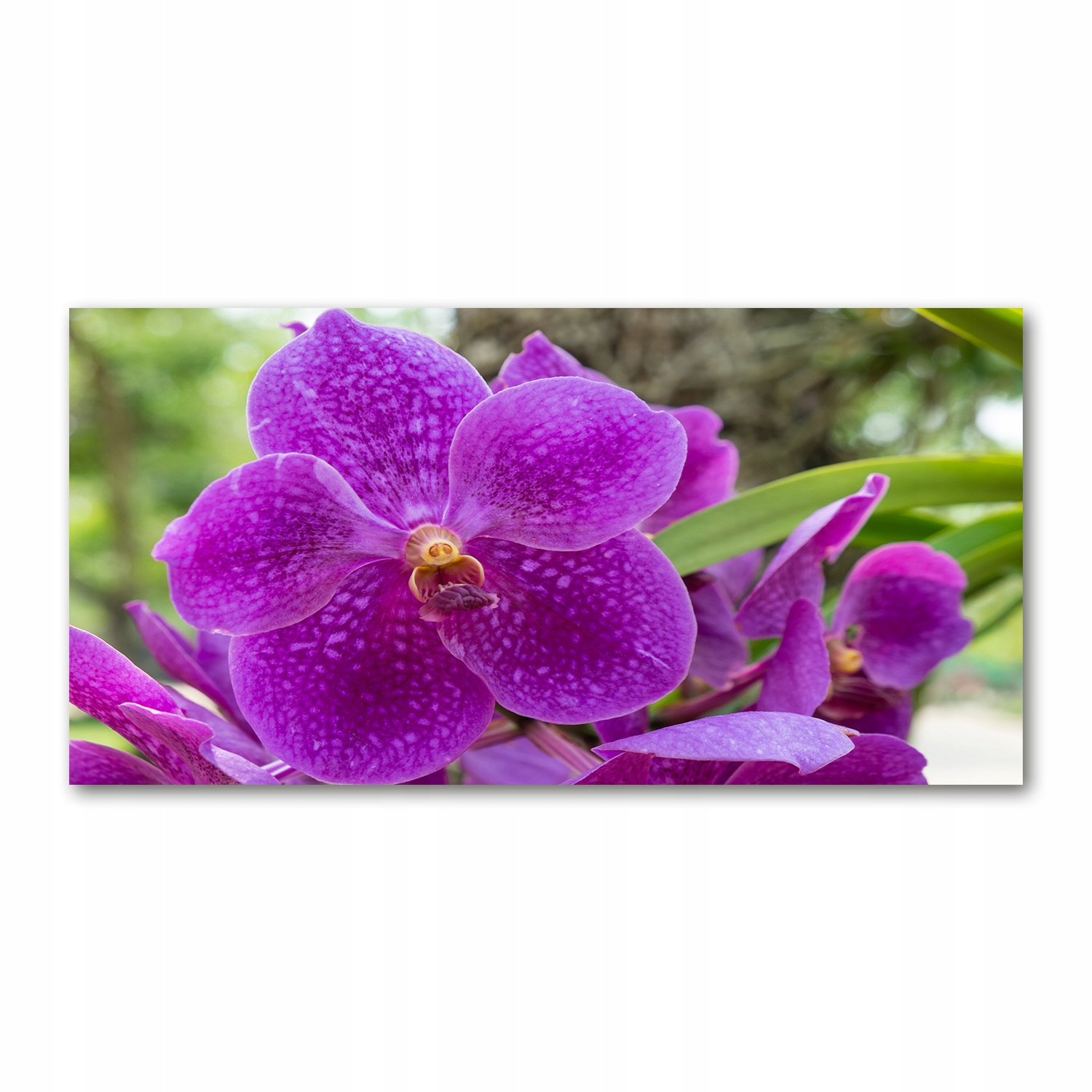 

Foto obraz szkło hartowane Orchidea 140x70