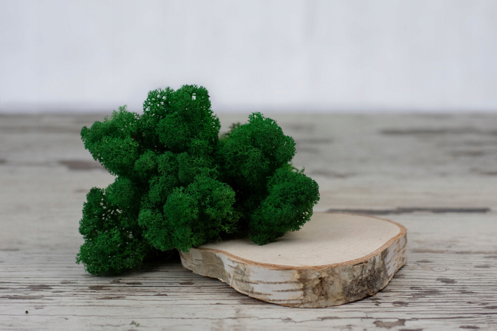 Mech Chrobotek Reniferowy Ciemnozielony 500g Wysokość produktu 26 cm