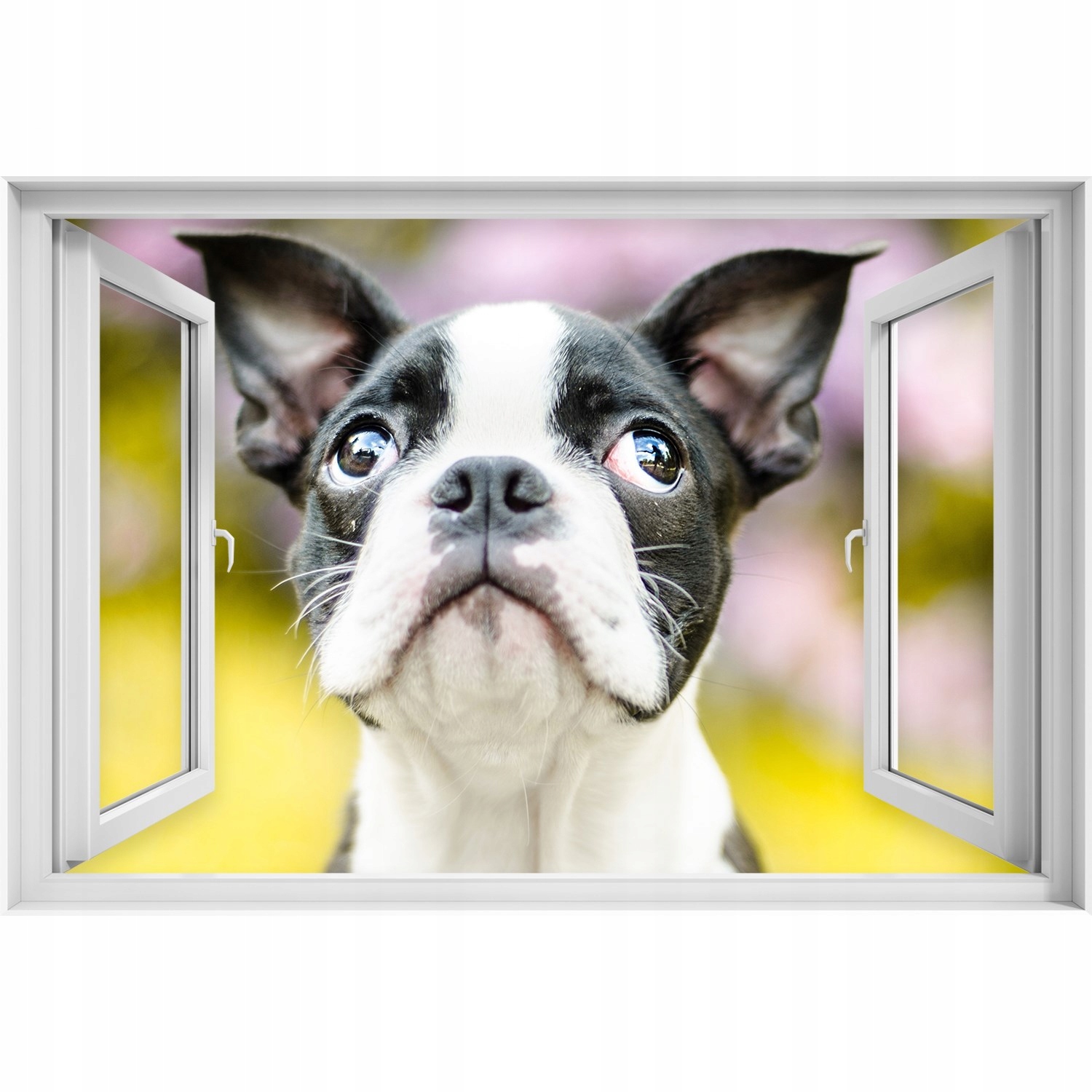 

Okleina na ścianę Okno 3d Pies Boston terrier