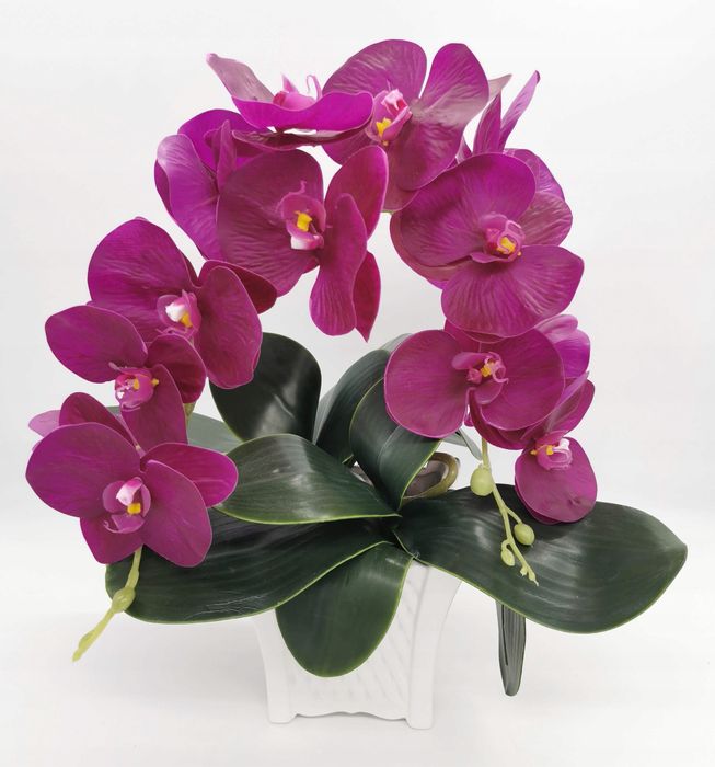 Orchidej gumový Orchidej