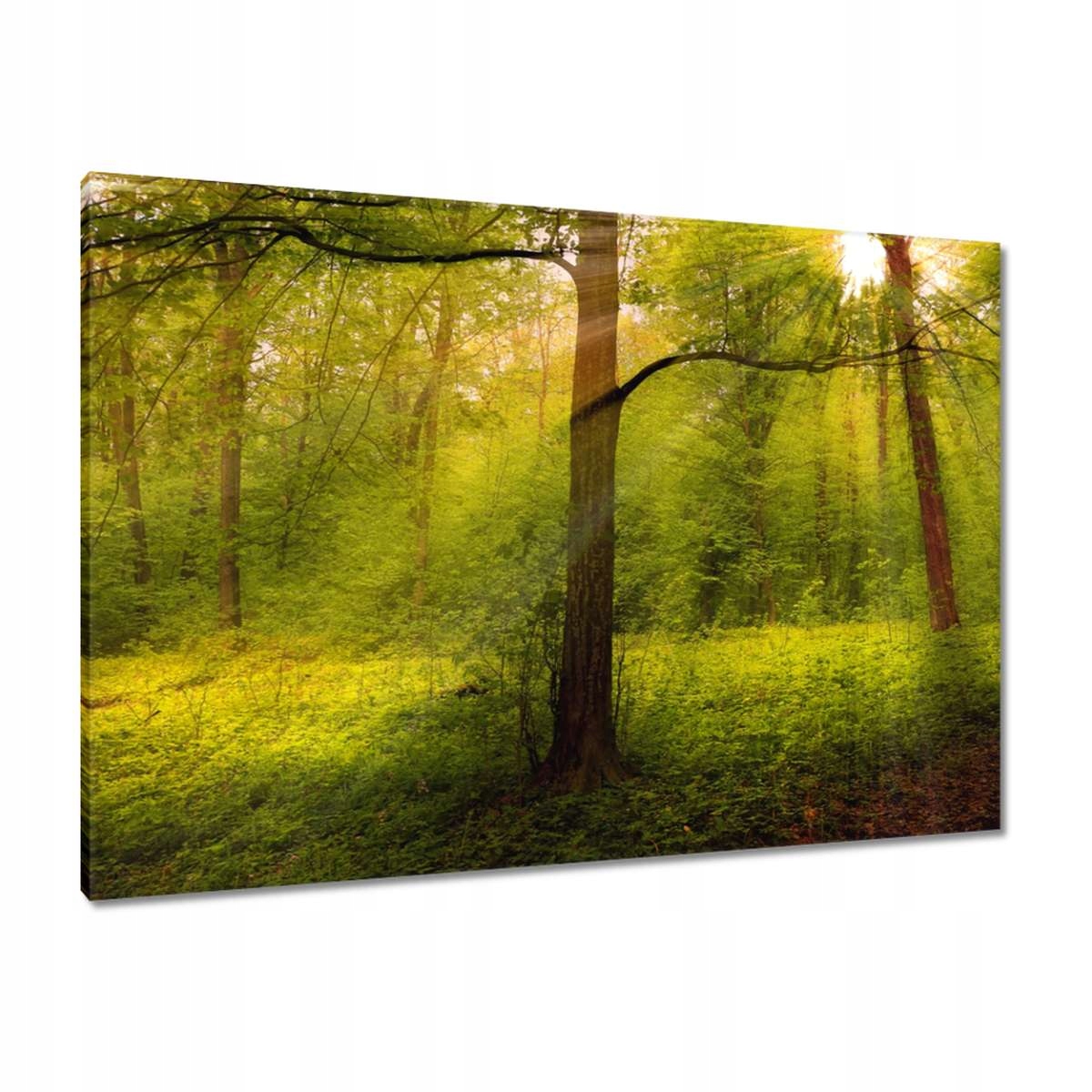 Obrazy 100x70 Kouzelný les Krajina