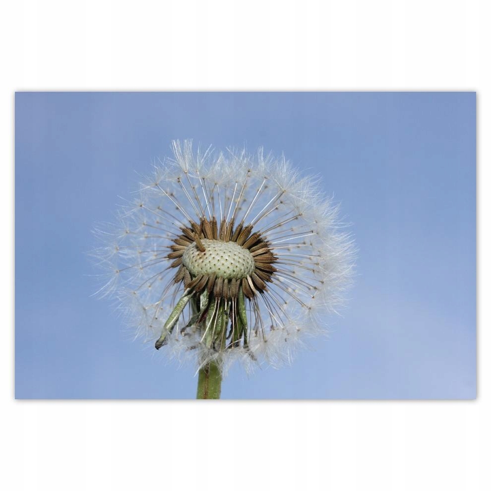 

Plakat 93x62 Dmuchawiec Kwiat Kwiatki