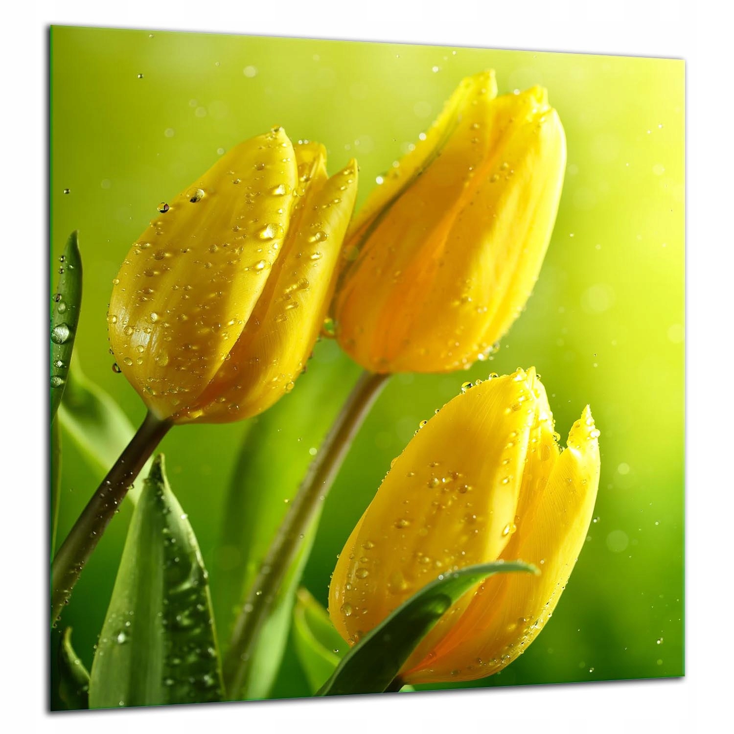 7v1 Skleněná Ochranná Deska Panel Lepidlo 60x65 Tulipány