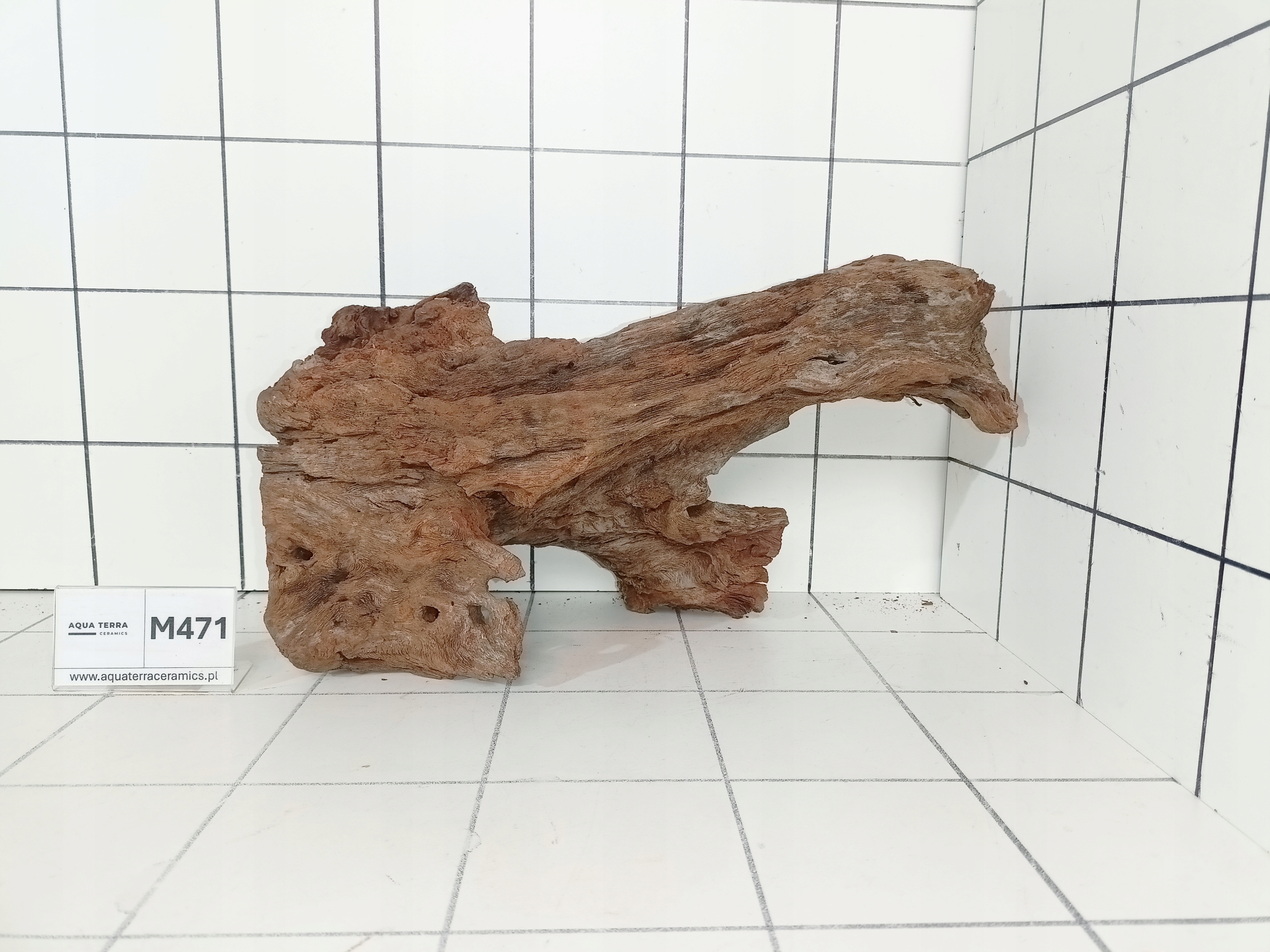 Korzeń Mangrowiec M471 – Piękny Kształt! Gotowy do Akwarium Terrarium