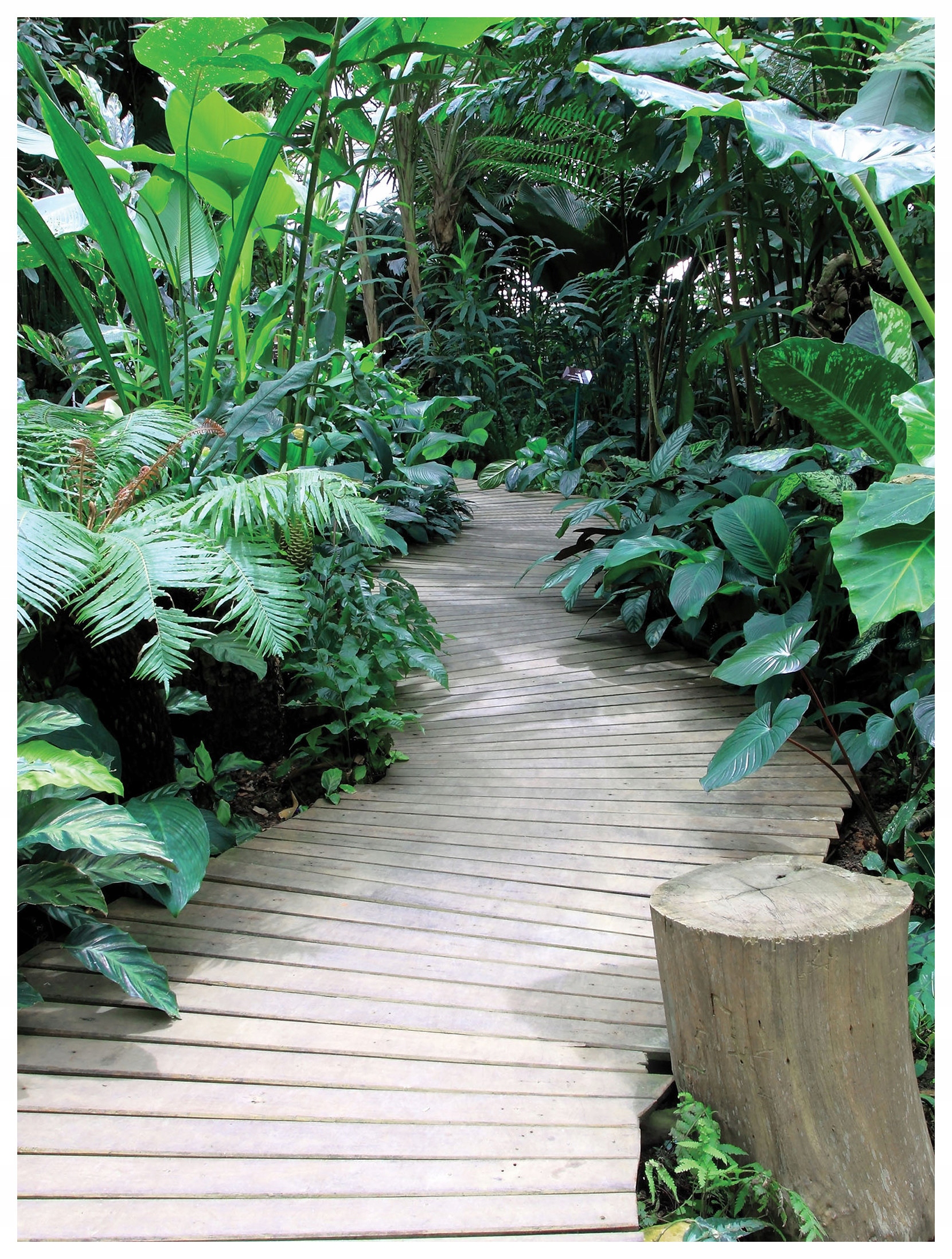 Fototapeta Tropický les Zeleň Vinylová perspektiva 184x254 lepidlo