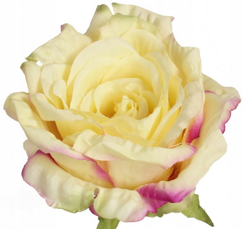 

Róża Główka Wyrobowa Cytrynowa 10 cm B3