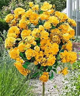 ПЕННАЯ РОЗА ЖЕЛТАЯ ДУШИСТАЯ 716