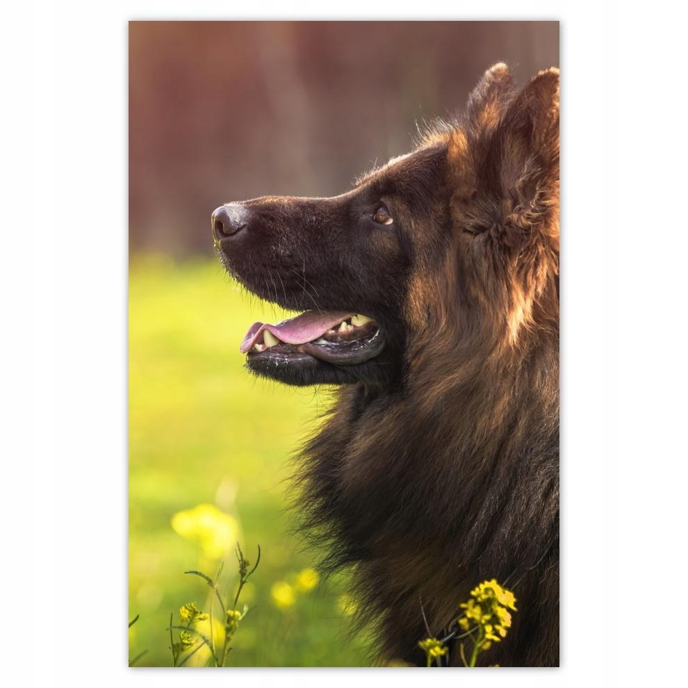 

Plakat 40x60 Wesoły przyjaciel Wilczur