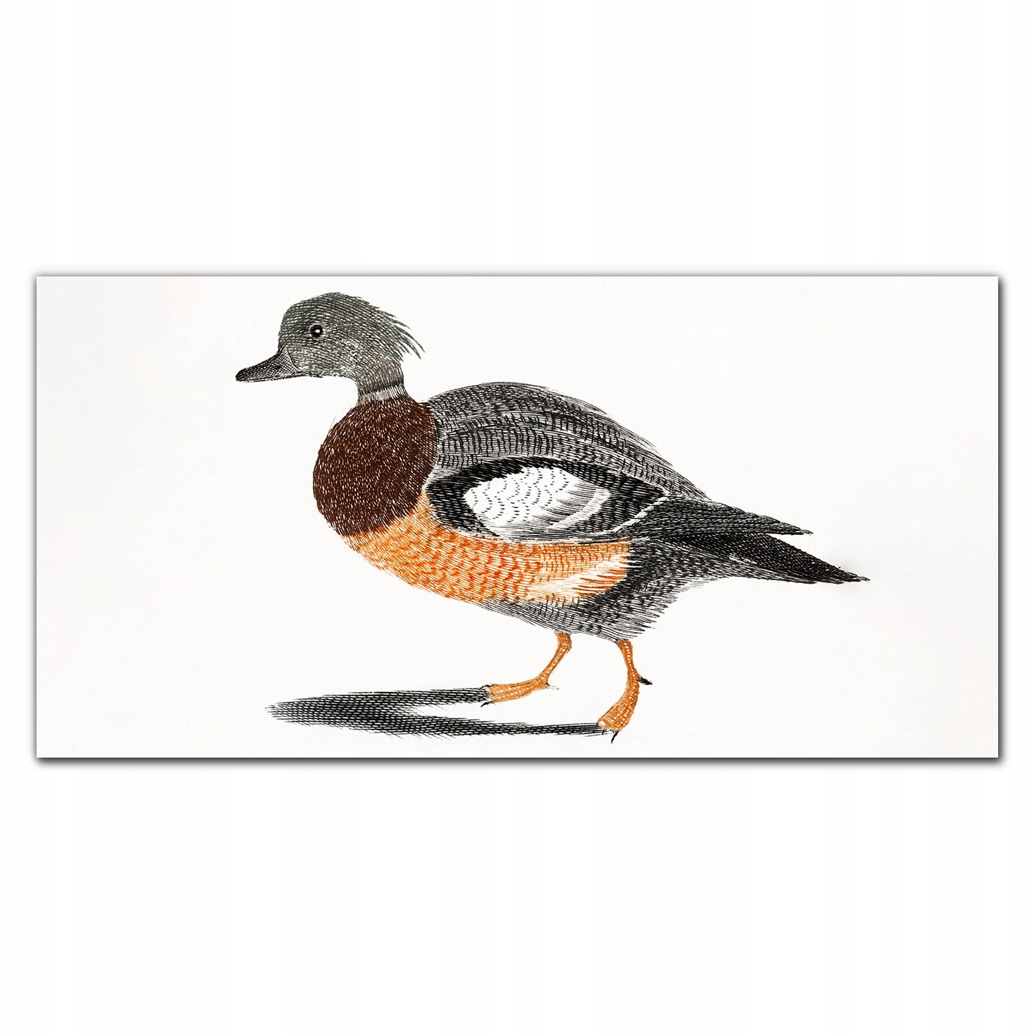 Nástenný fotoobraz na plátne Zviera vták 140x70