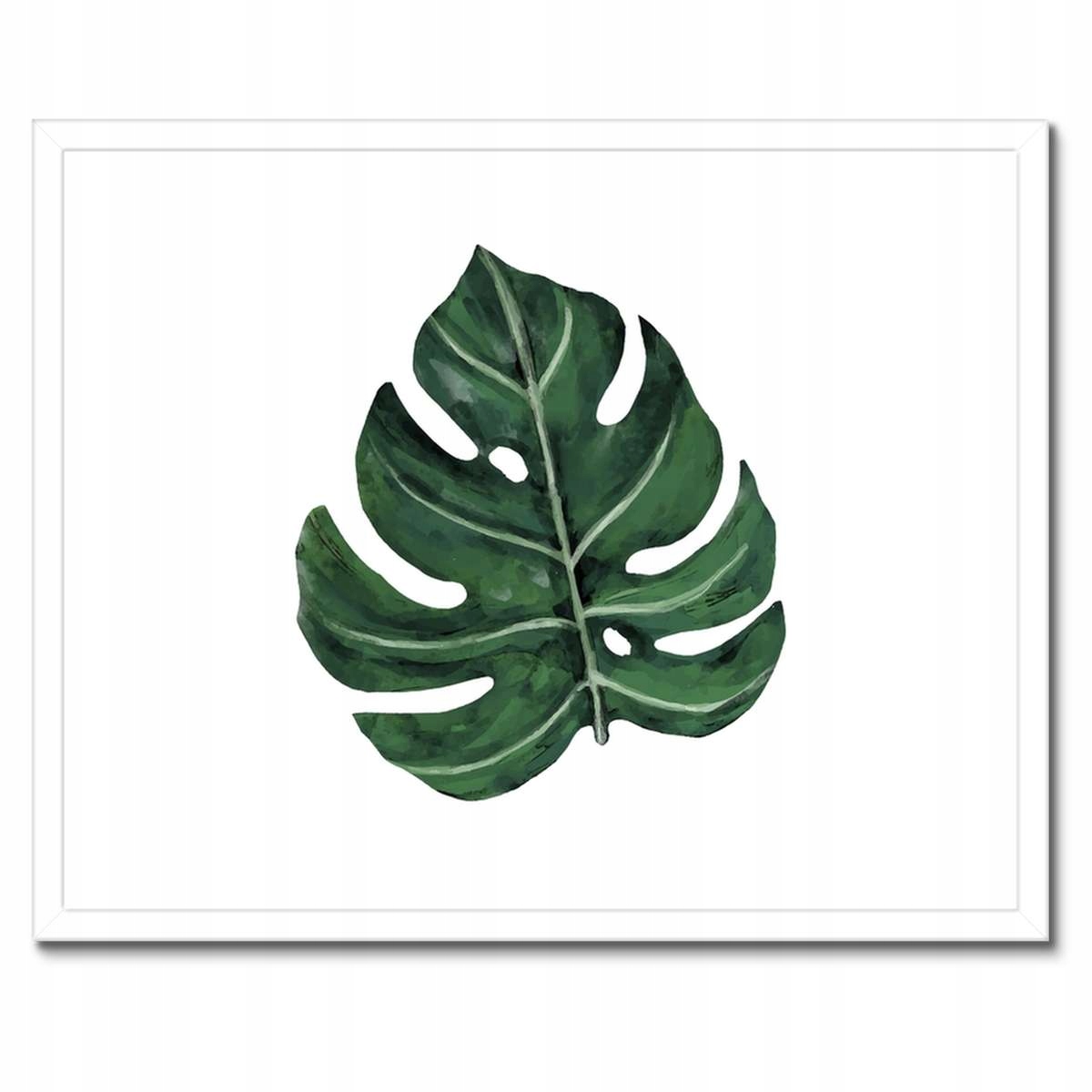 Plakáty v rámu 50x40 Monstera Zelený list