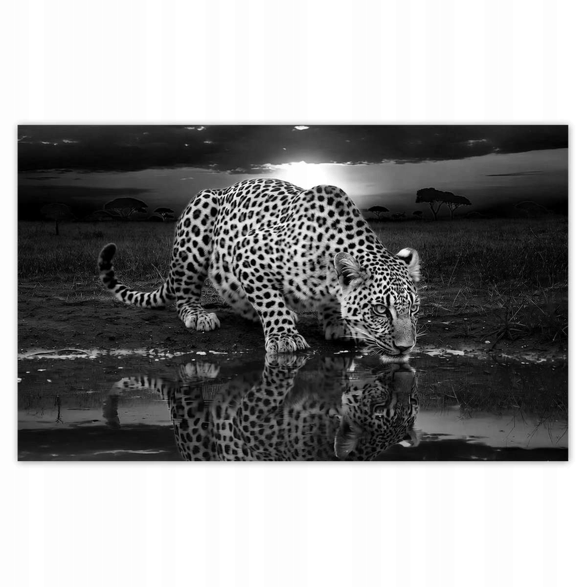 Fototapety 520x318 Na Zeď Gepard Tygr Salon