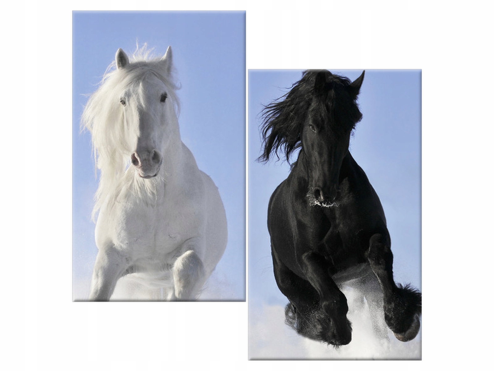 

Obraz Black and white 60x60 Koń Zwierzęta salon