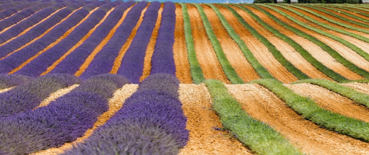 

Tapeta flizelinowa Prowansja Francja 250x104