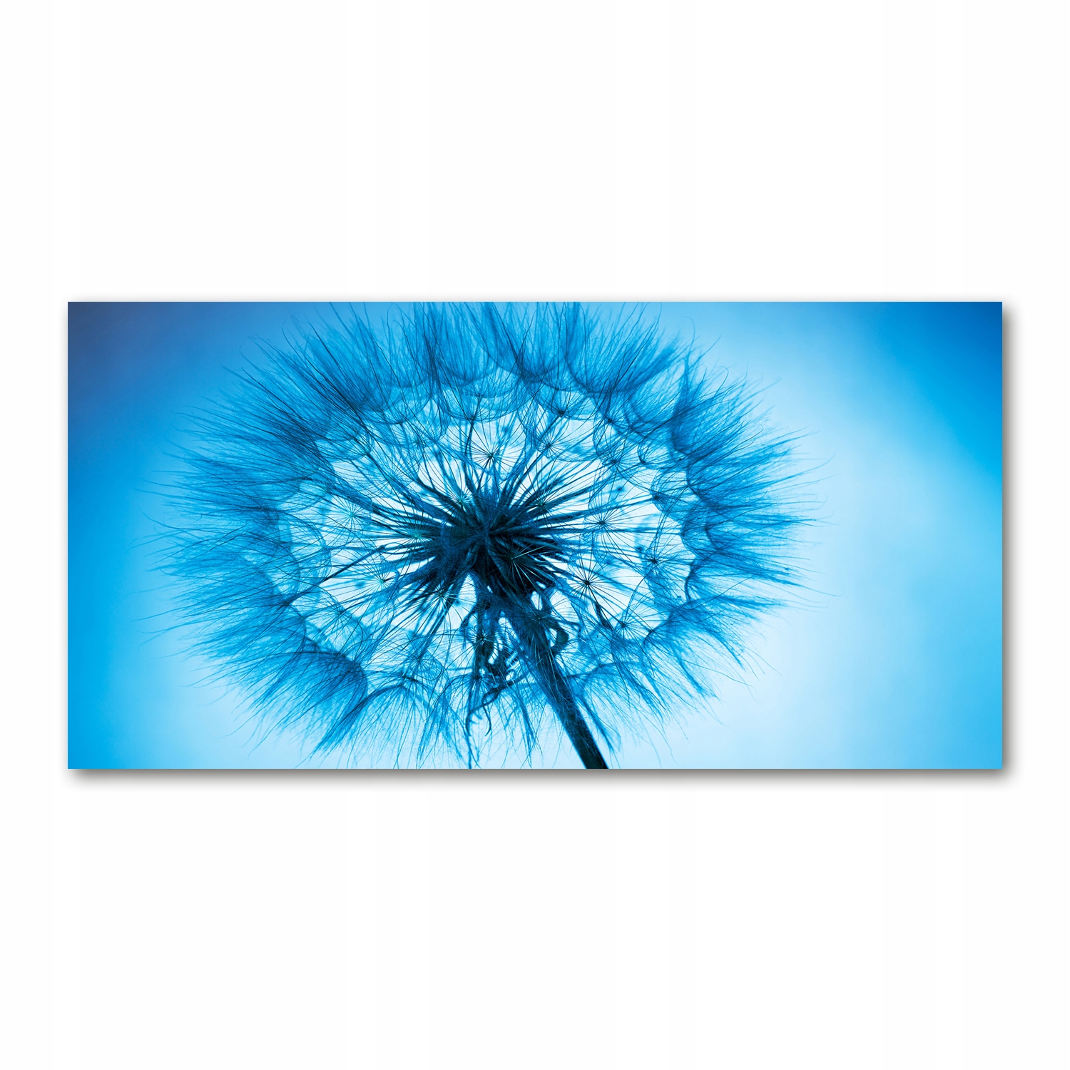 

Foto obraz akryl nowoczesny Dmuchawiec 120X60 cm