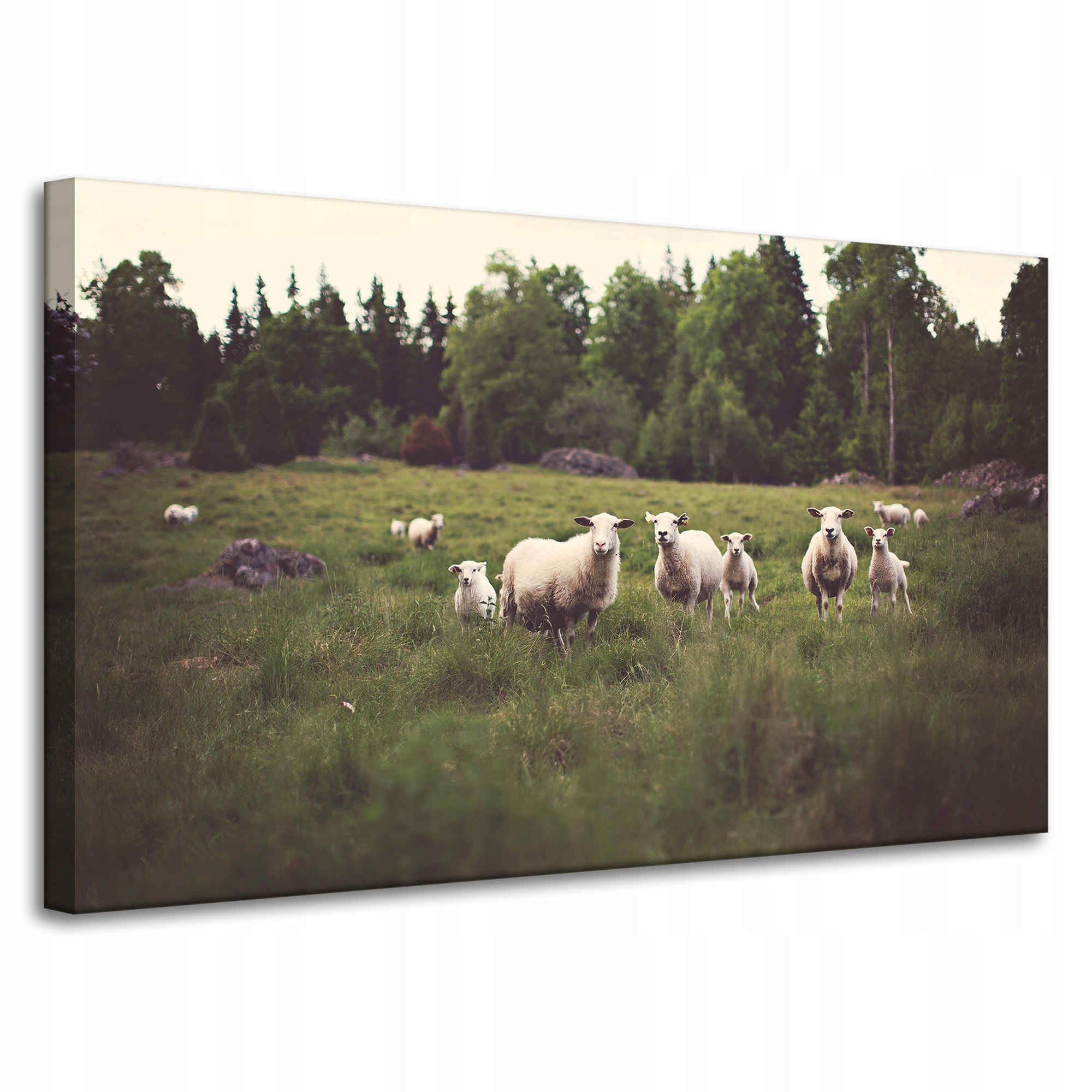 Obraz Canvas Příroda Ovce na pastvě 100x60 cm