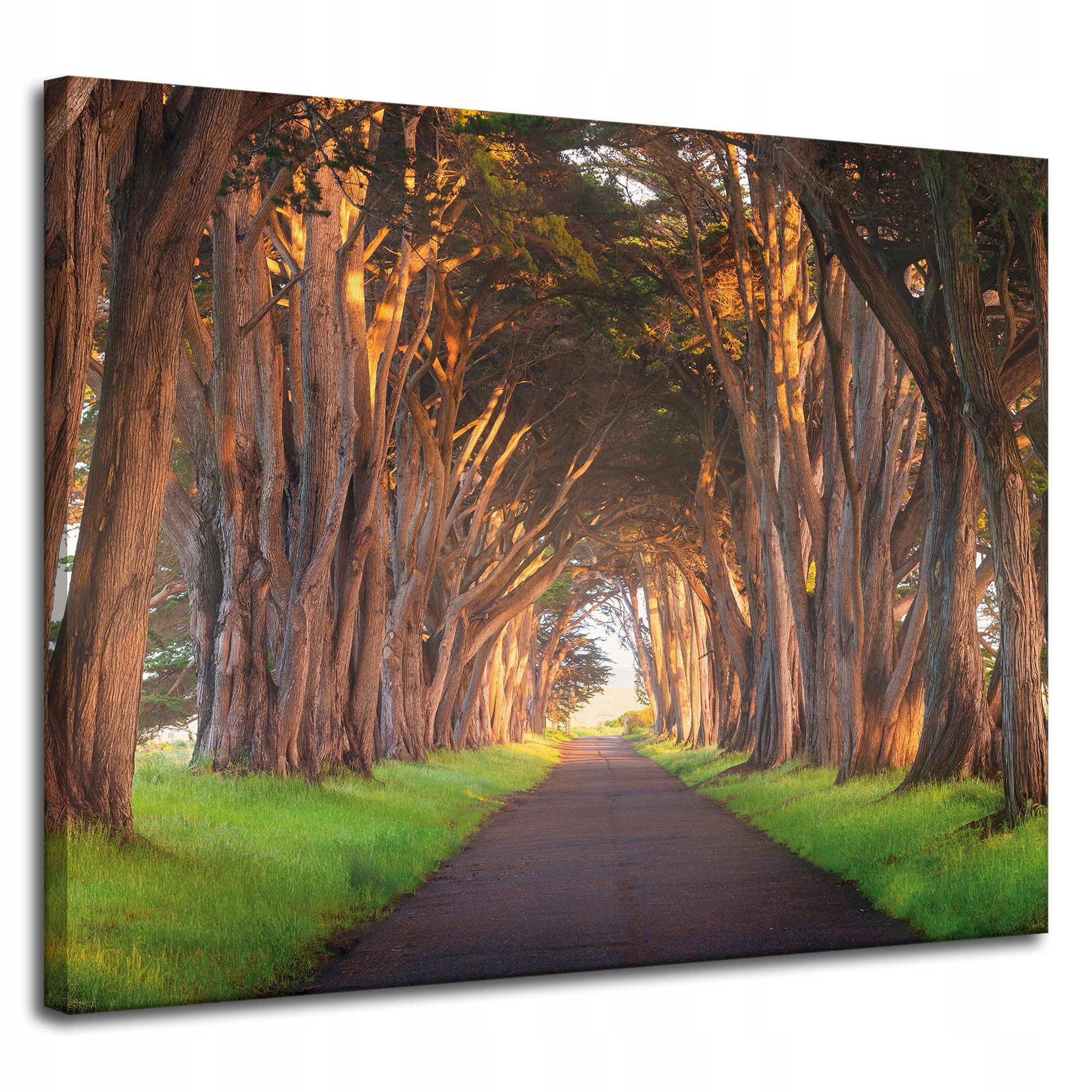 Obraz na plátně Cesta mezi stromy Příroda 100x80 cm Ideální jako dárek