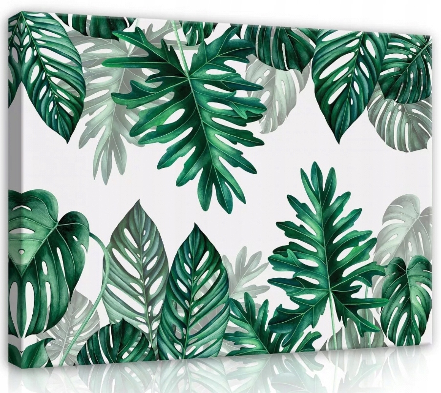 Obraz 80x60 Tropické listy zeleň Monstera botanika příroda svěžest