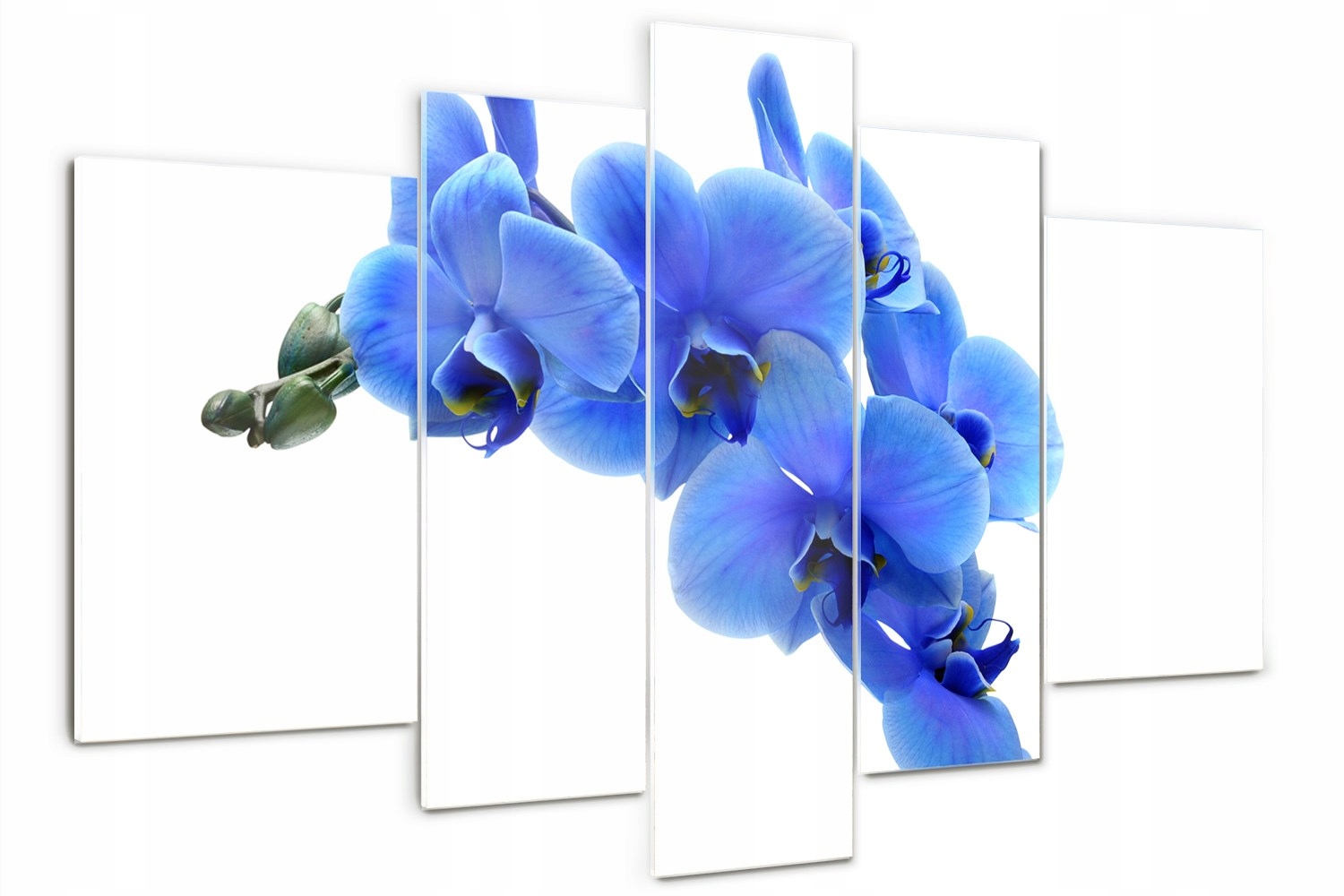 Foto Obraz na skle Triptych Modrá orchidea