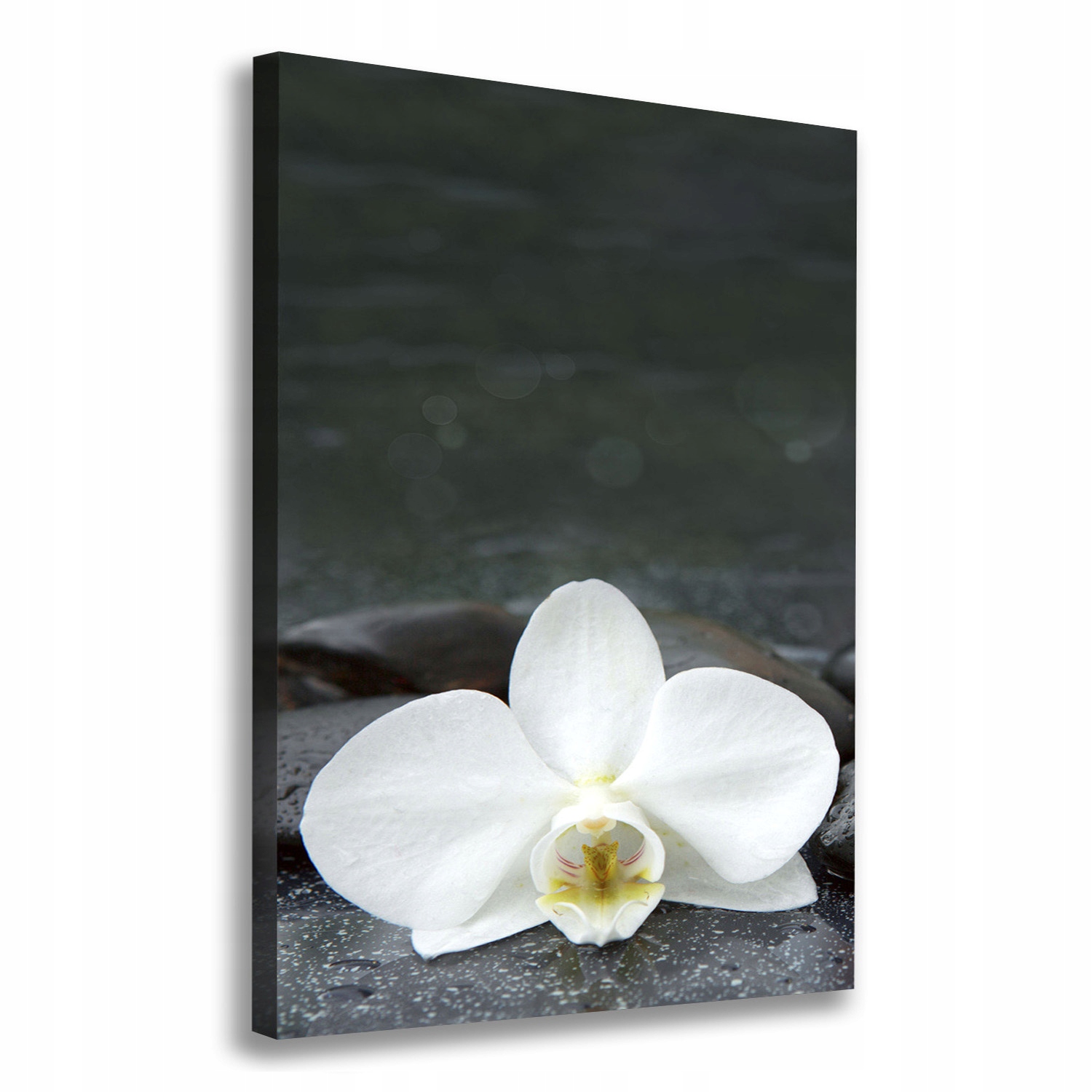 

Foto obraz na płótnie Orchidea kamienie 70x100 cm