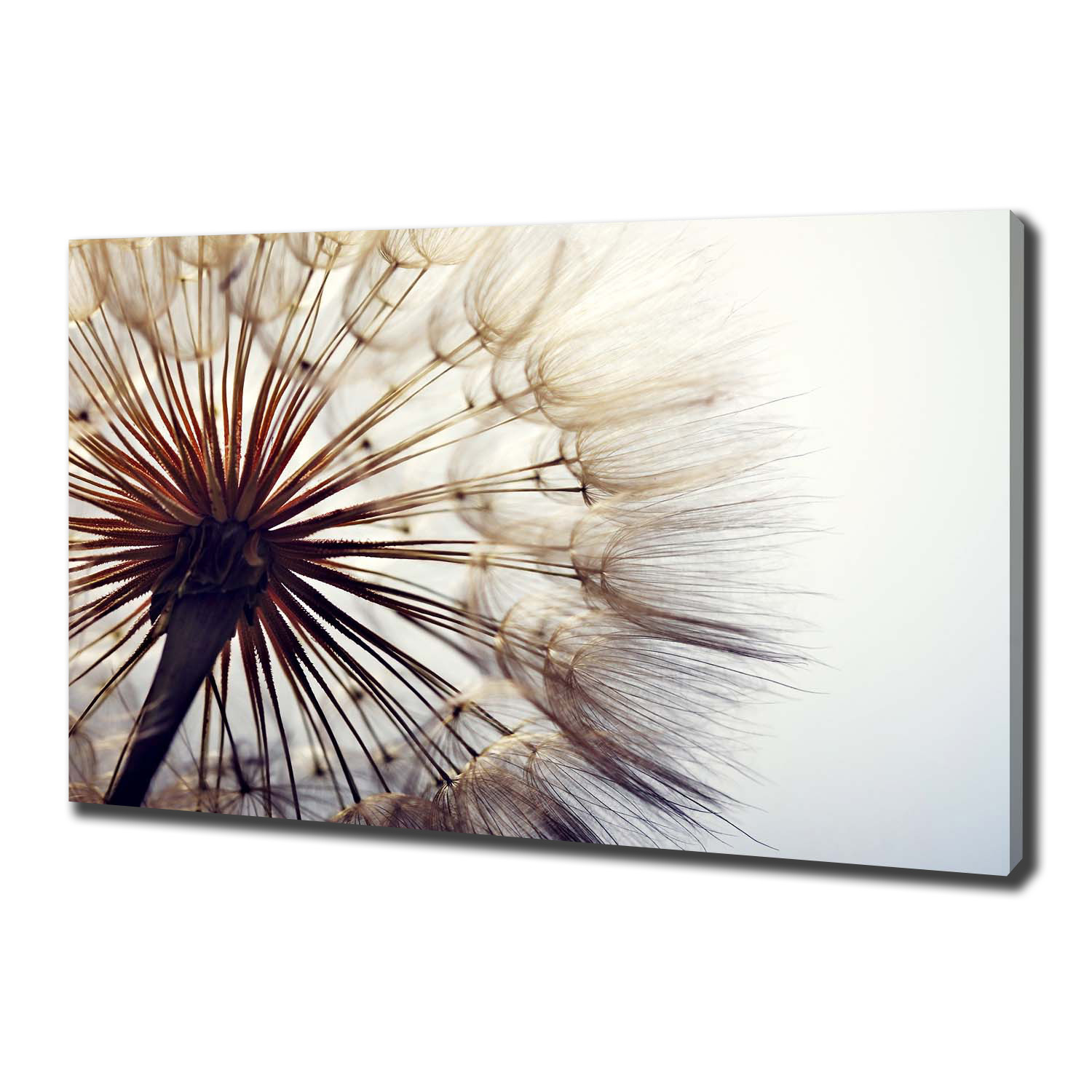 

Foto obraz canvas na ścianę Dmuchawiec 100x70 cm