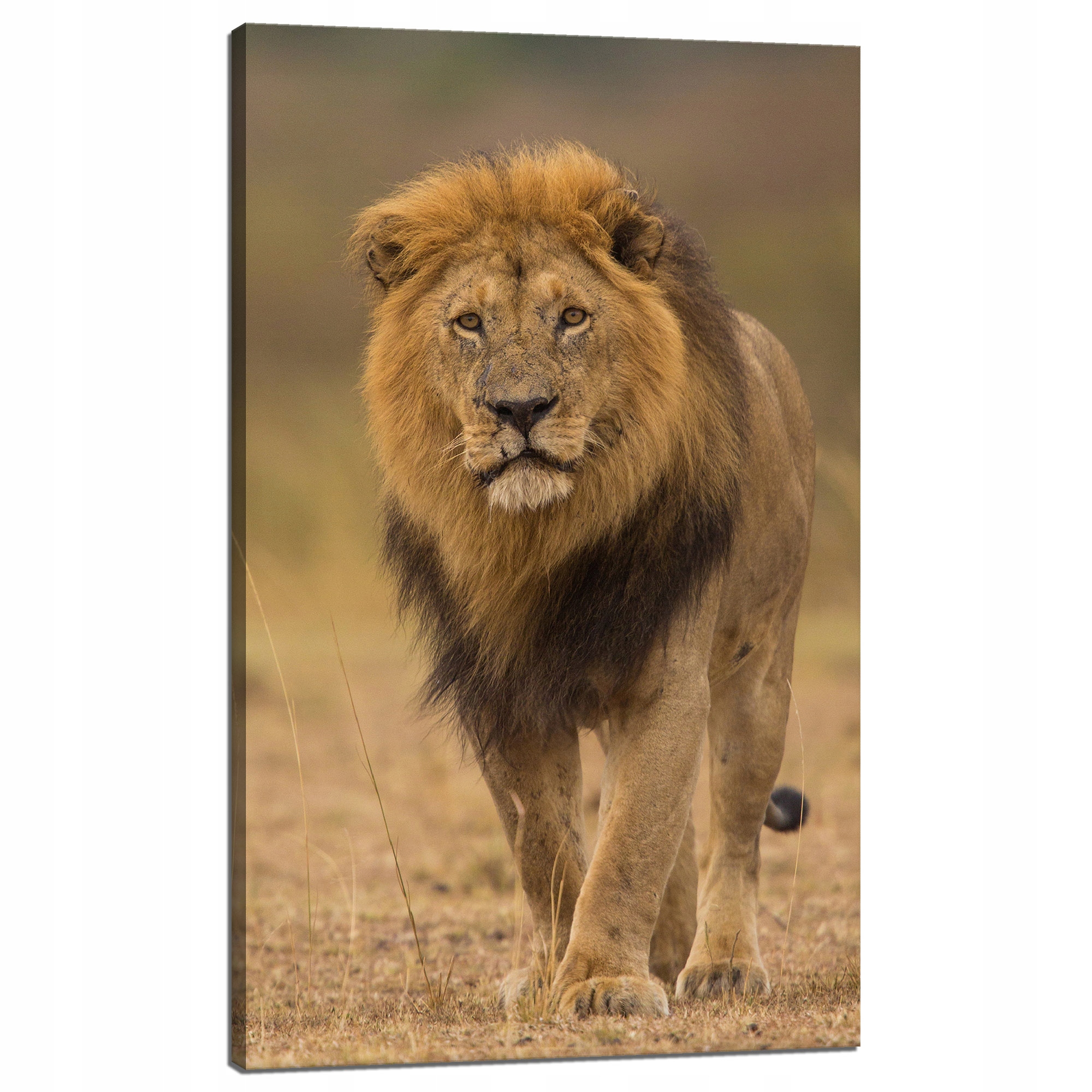 Obraz na plátně Lev Příroda Savana Divočina 60x100 cm Ideální jako dárek