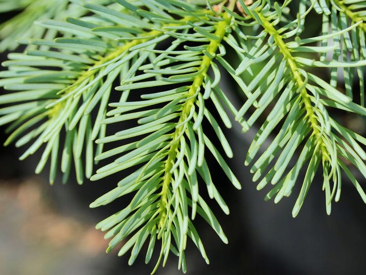 Пихта белая хвоя. X fir. Пихта кавказская. Хвоинки дерева пихта. Пихта алжирская.