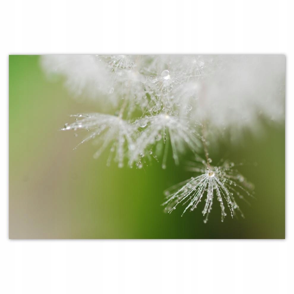 

Plakat 93x62 Dmuchawiec Kwiat Kwiatki