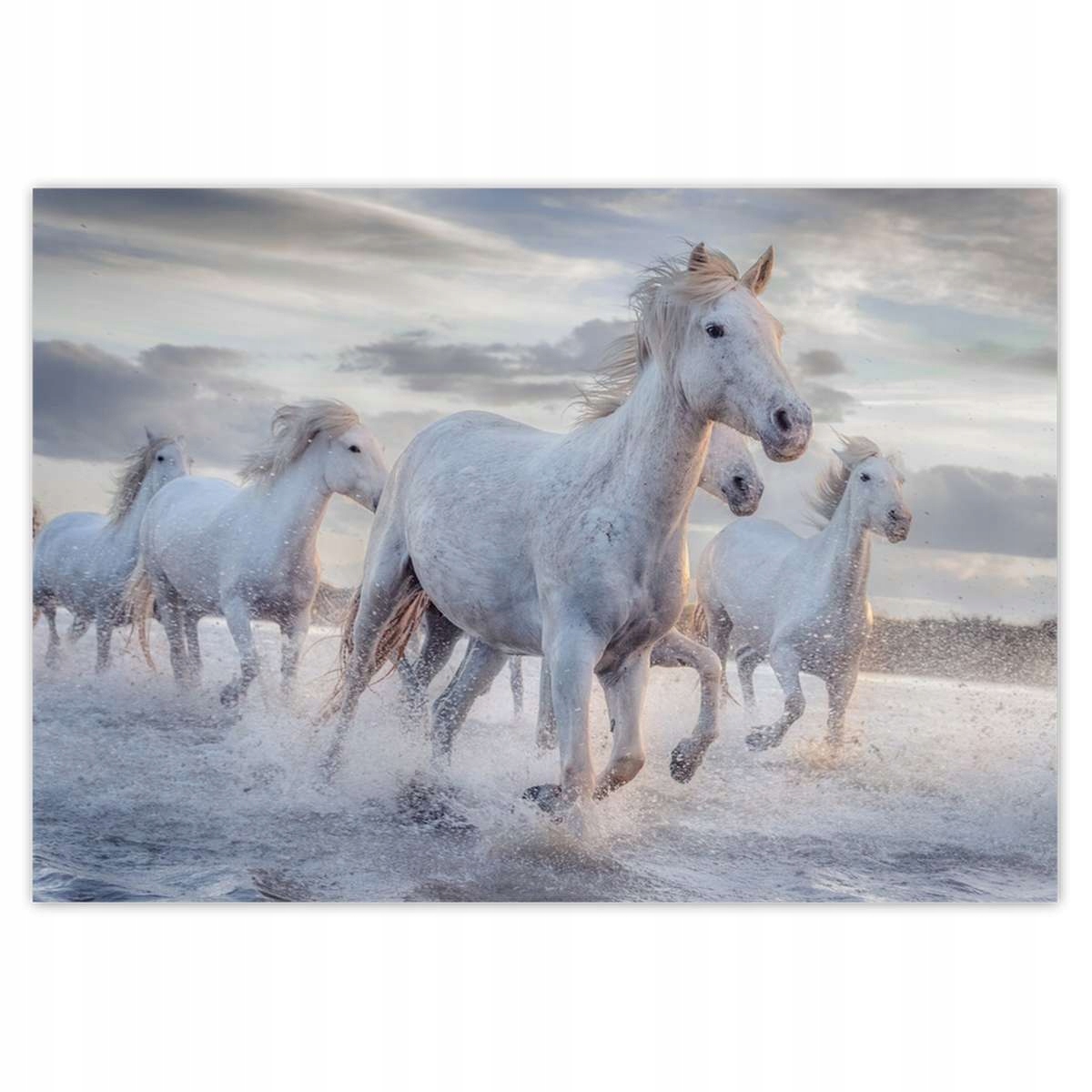 Fototapety 416x290 Divoké kone Wild Horses