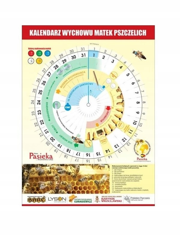 

Kalendarz do wychowu matek pszczelich 1 sztuka X1