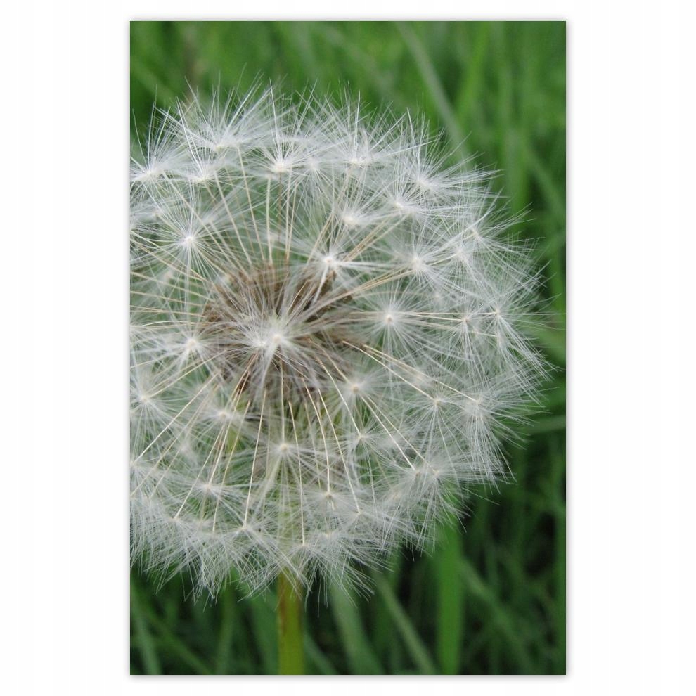 

Plakat 62x93 Dmuchawiec Kwiat Kwiatki