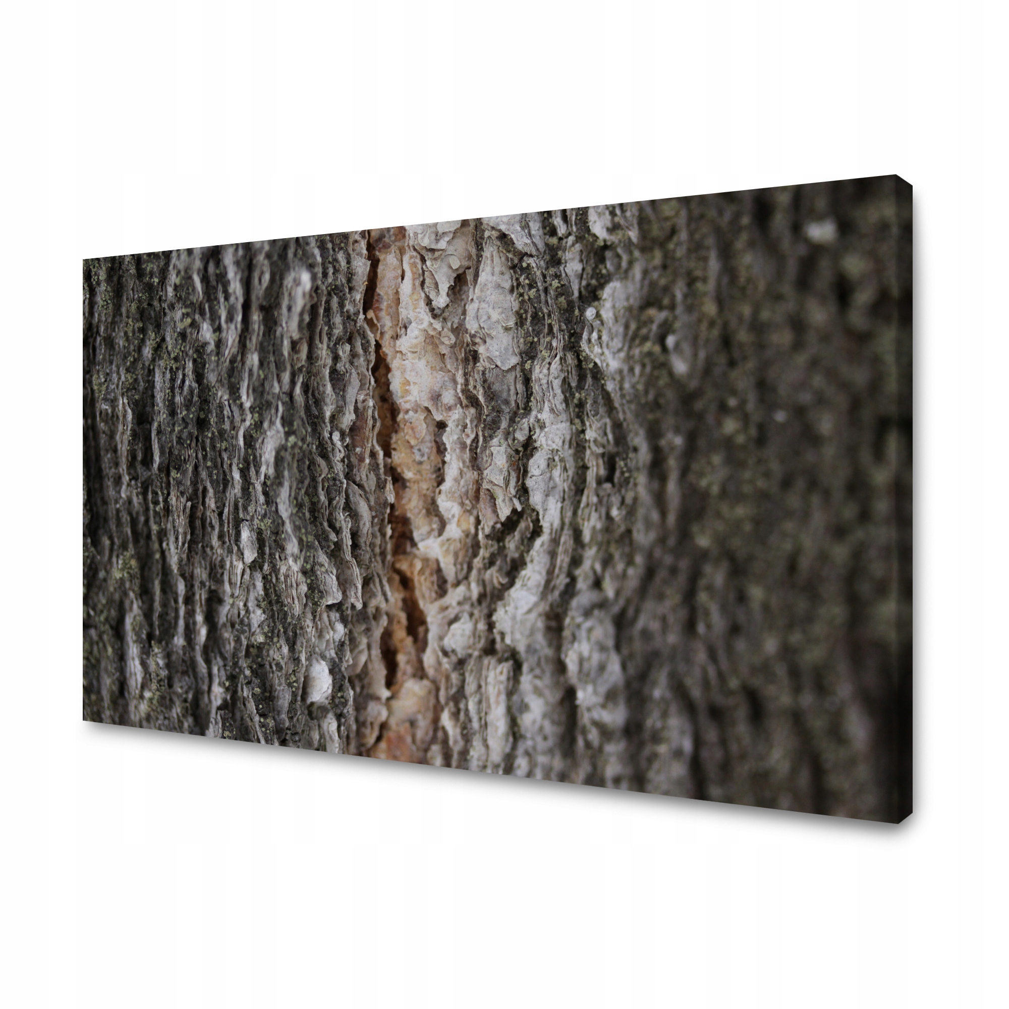 Obraz na plátně Příroda Kůra Stromy 100x60