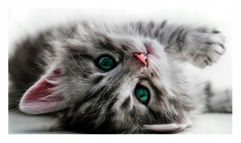 Fototapeta Kočka Kočky S Kočkou Pro Děti Tapeta Do Pokoje Dětského Pokoje 368x254