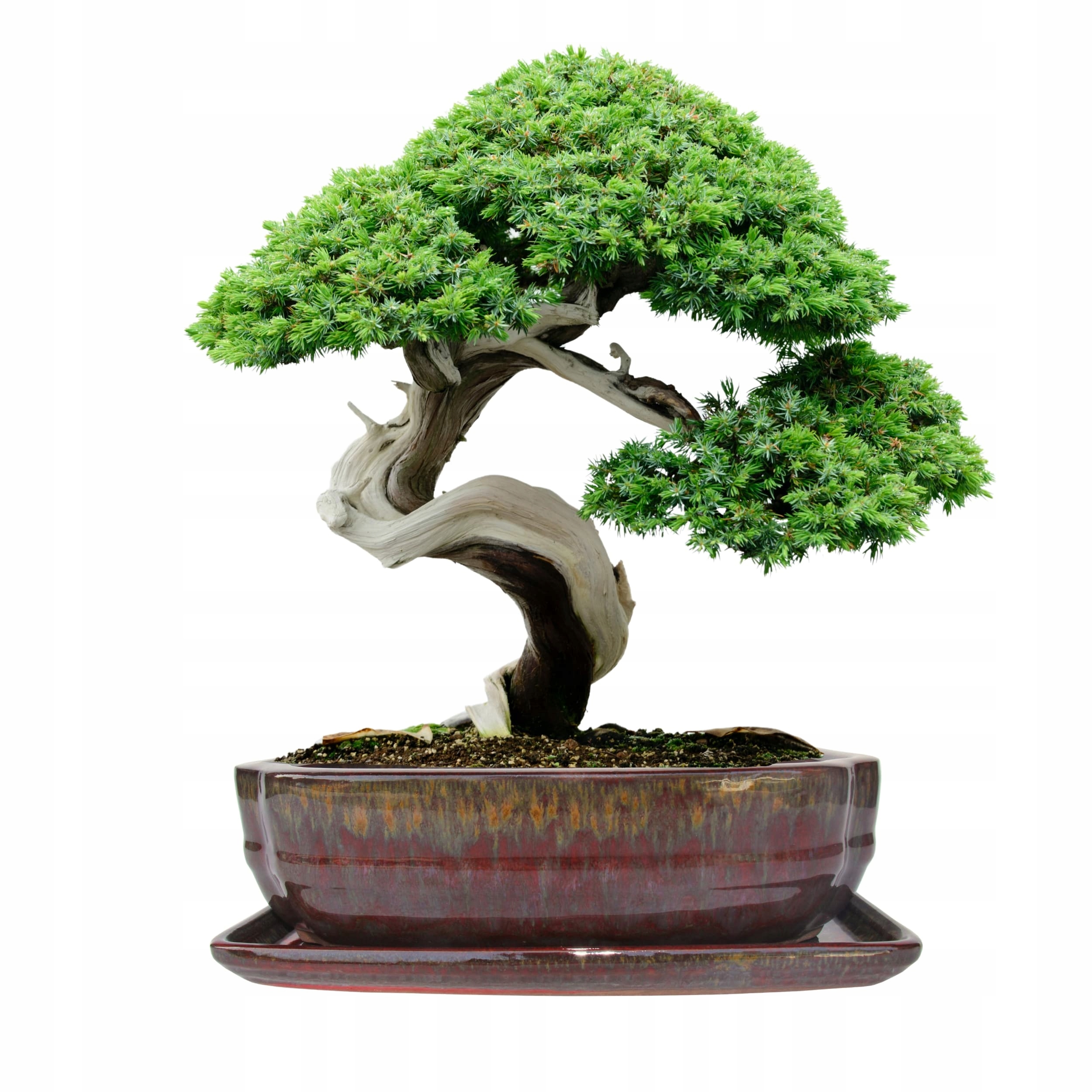 Donica Do Bonsai Z Podstawką Ceramiczna Szkliwiona Czerwona 7,8x21x27,3 cm