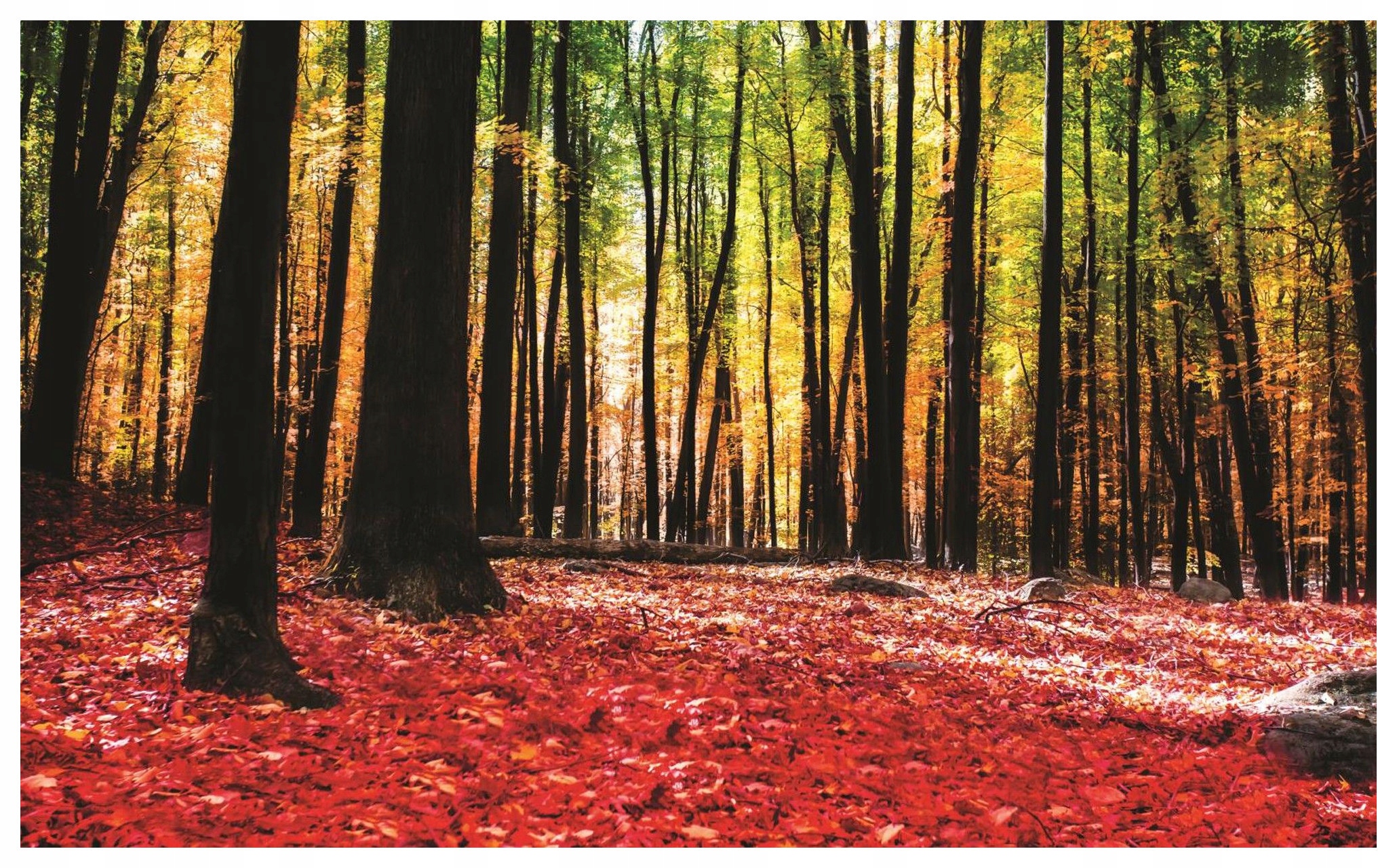 Fototapeta flizelina Podzimní les krajina barvy listy slunce 250x175 lepidlo