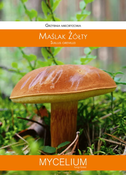 

Grzybnia Maślak Żółty 60ml Mycelium