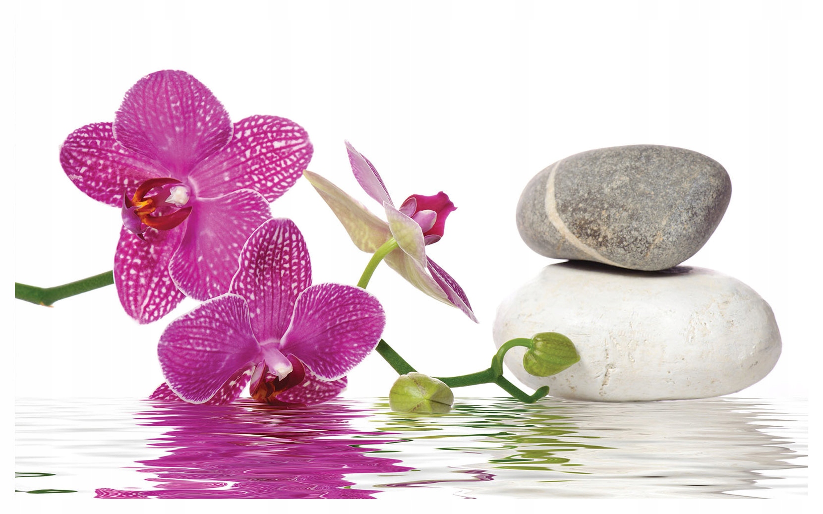 Fototapeta vlies Ružové orchidey Kamene Voda Elegancia 312x219 lepidlo