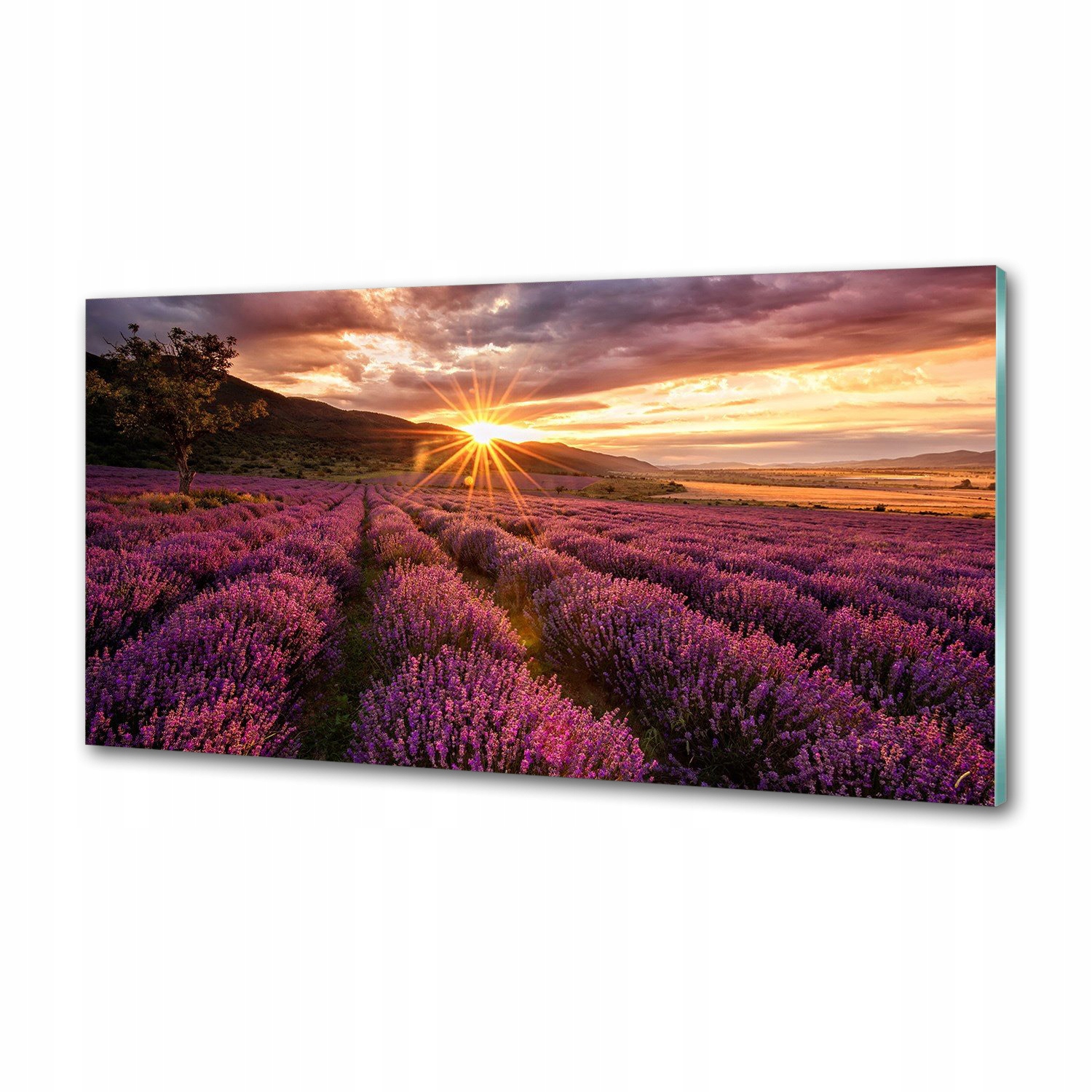 Panel dekor sklo Pole levandule 100x50 cm Lepidlo