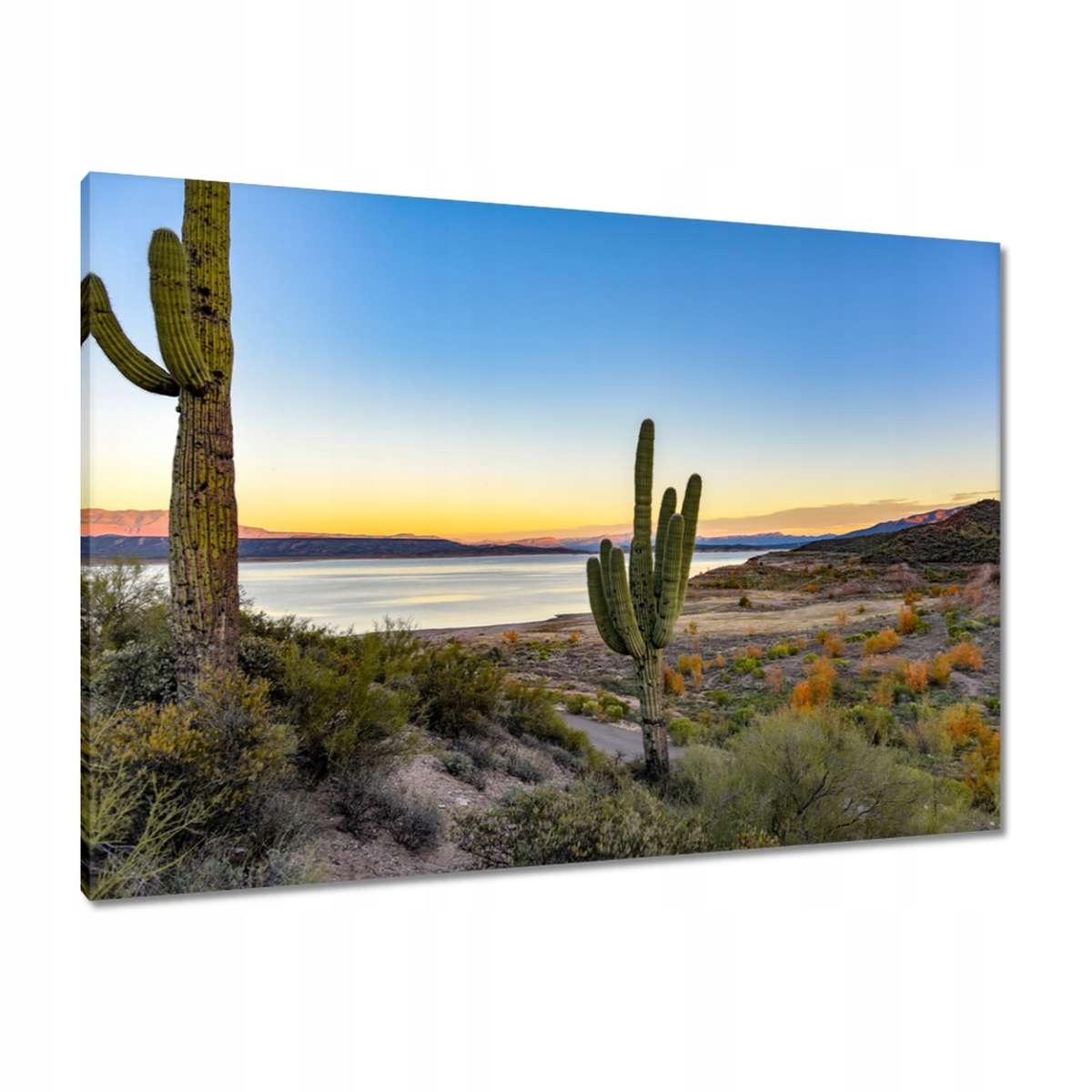 Obrazy 100x70 Kaktusy na poušti