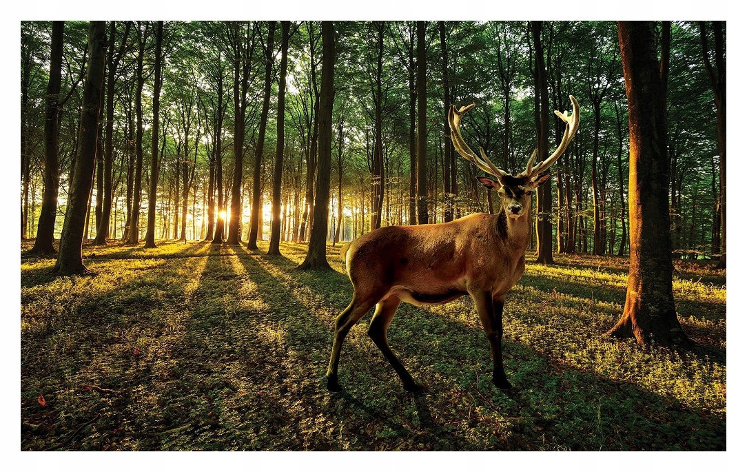 Fototapeta Les Jelení Slunce Příroda Vinylová perspektiva 368x254 lepidlo