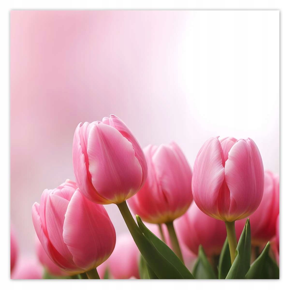 Fototapety 312x312 Ružové tulipány
