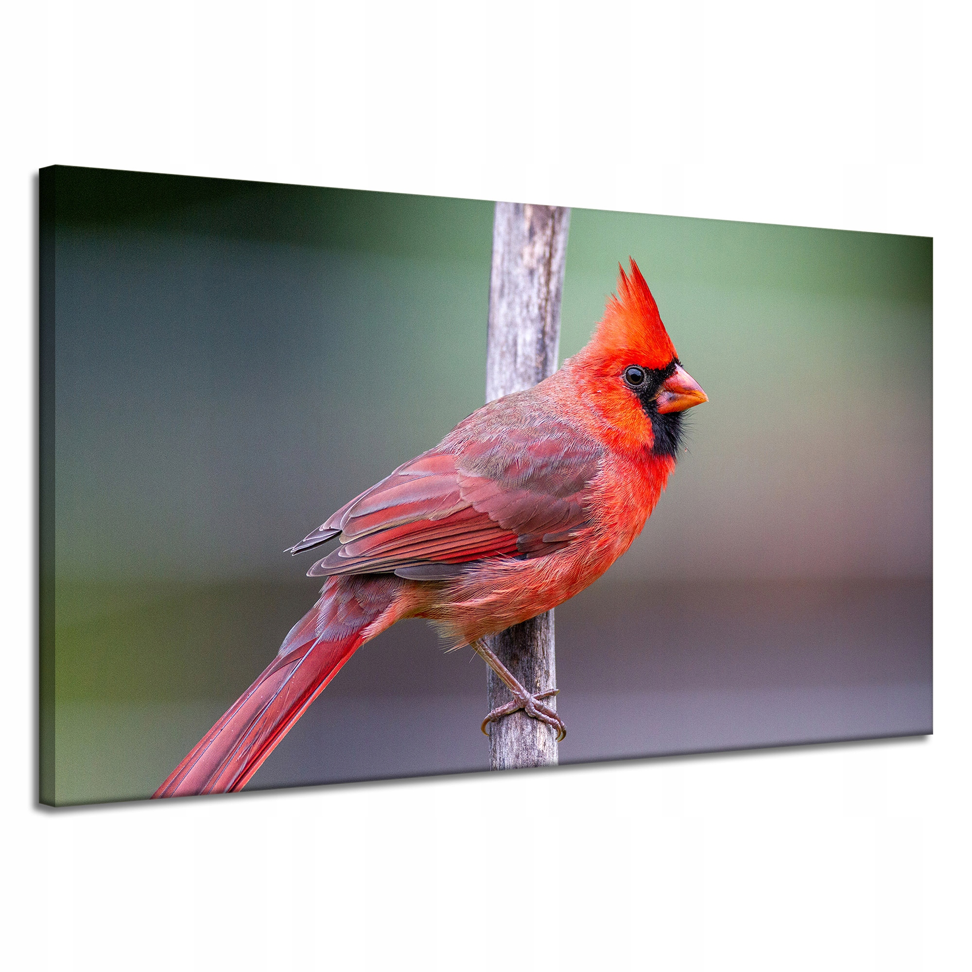 Obraz na plátně Zvířata Pták kardinál 120x70 cm
