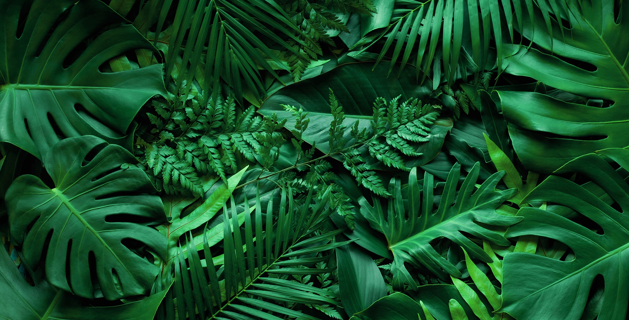 

Fototapeta Monstera Palma Liście M03 196x260