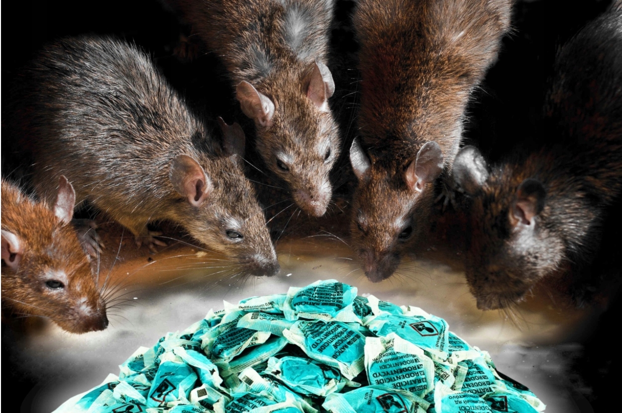 NAJMOCNIEJSZA TRUCIZNA NA DUŻE GRYZONIE STRONG 33 Marka Strong