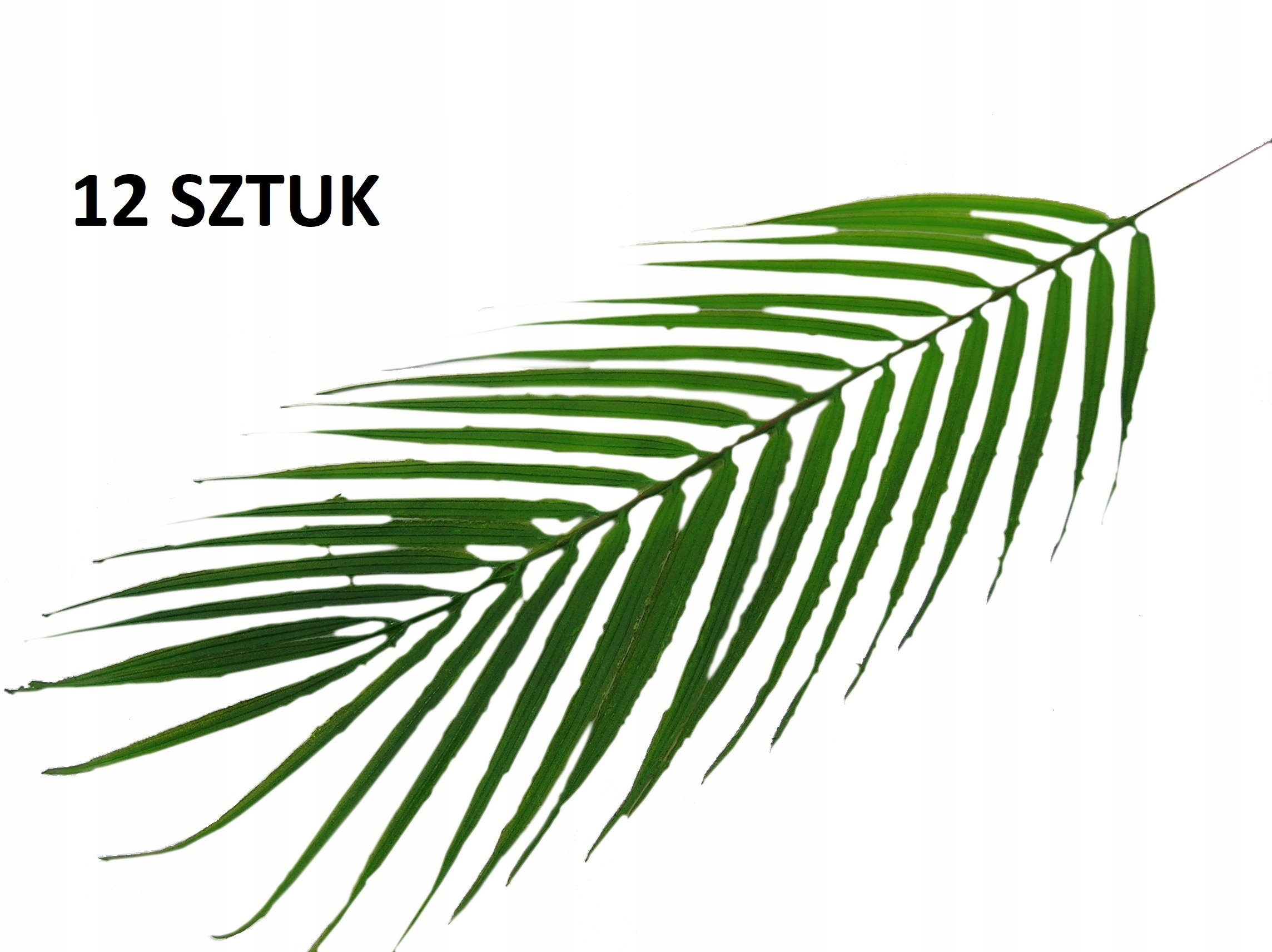 

Liść Palmy Komplet 12 Sztuk Sztuczne Liście