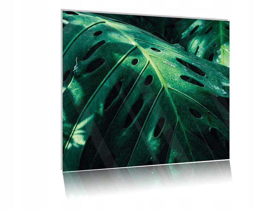 

Obraz szklany na szkle Liście Monstera 05 50x50