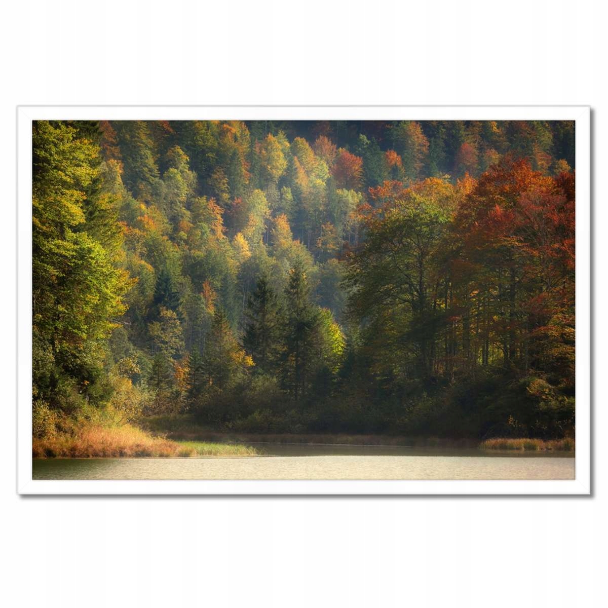 Plakáty v rámu 60x40 Lesní krajina Pohled