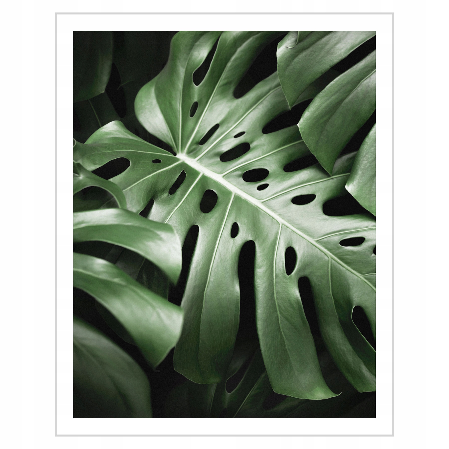 

Plakat 24x30 Kwiat Monstera