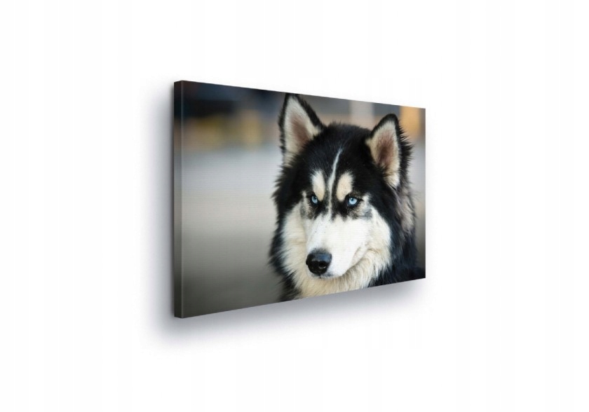 Obraz 100x75 Husky pes modré oči portrét zvířete divoká příroda