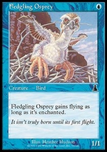 Fledgling Osprey Uds