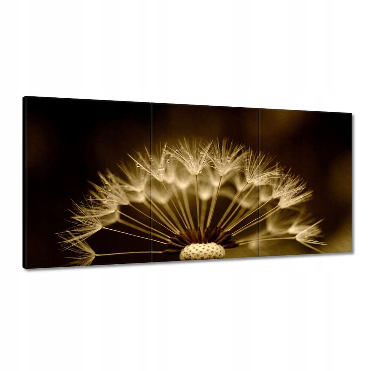Obrazy 120x60 Pampeliška Květ Květiny